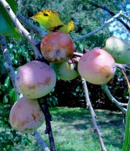 Ripening Persimmons. Photo by Green Deane