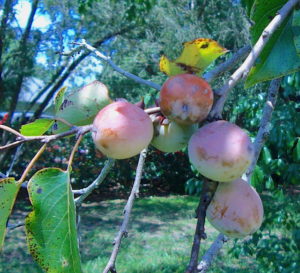 Wild Persimmons are astringent until fully ripe. Photo by Green Deane