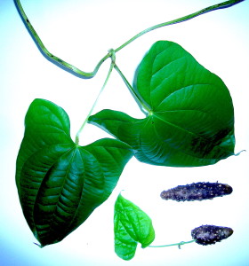 The Winged Yam, Dioscorea alata. Photo by Green Deane