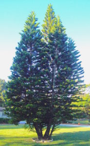 Norfolk Pine, relative to the Bunya Bunya. Photo by Green Deane