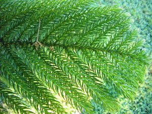 The pointed foliage of the Norfolk Pine. Photo by Green Deane
