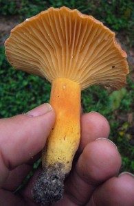 Lactaria hygrophoroides.