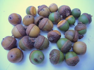 Brown acorns and green ones that have let go of their cap can be used. Photo by Green Deane