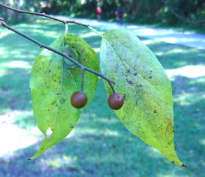 Hackberries were often ground and baked into cakes. Photo by Green Deane