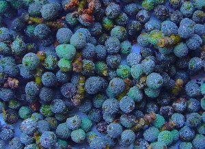 Southern Wax Myrtle berries. Photo by Green Deane