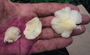 Polyporus tenuiculus