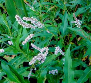 Smartweed. Photo by Green Deane