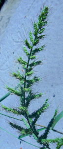 Barnyard Grass can deplete soil of nitrogen. Photo by Green Deane