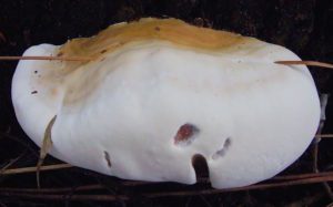 Ganoderma growing over a pine needle. Photo by Green Deane