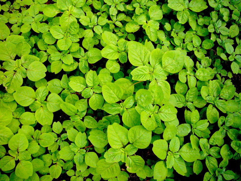 A patch of tasty, young Amaranth. Photo by Green Deane