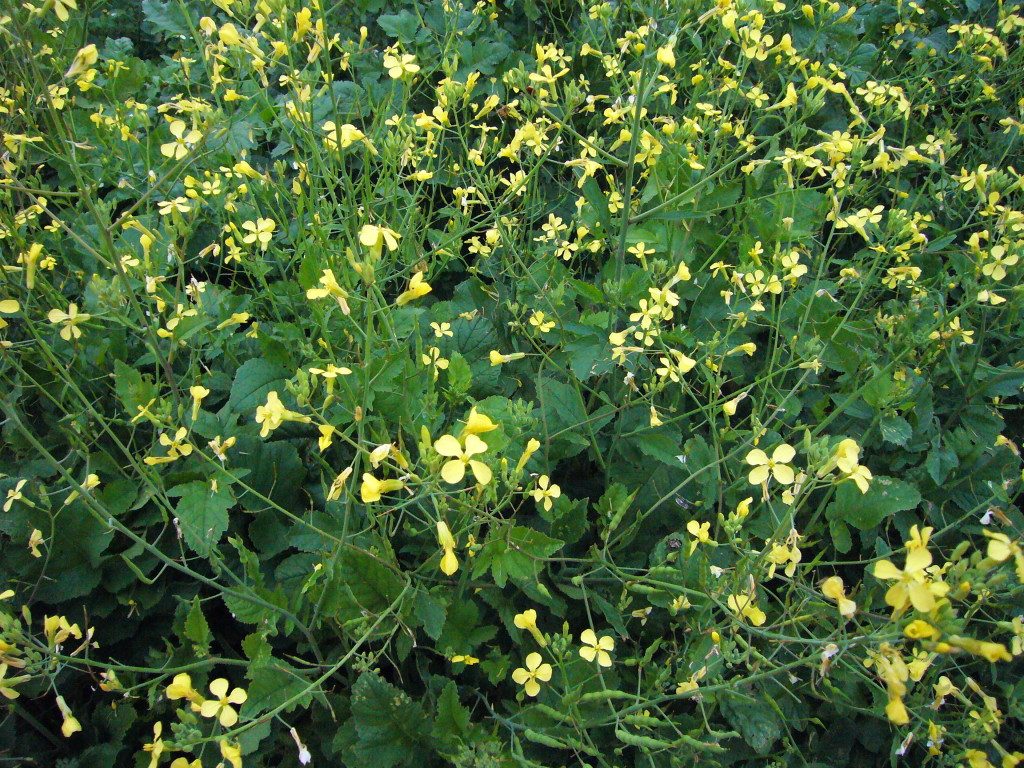 Wild radishes and wild mustards are used the same way. Photo By Green Deane