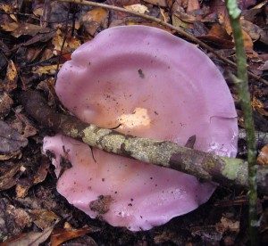 The Blewit's violet color quickly fades. Photo by Green Deane