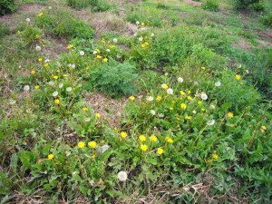 Yes Virginia, there are Dandelions in Florida. Photo by Green Deane