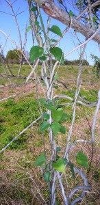 Young Latex Strangler Vine climbing towards the sun. Photo by Green Deane