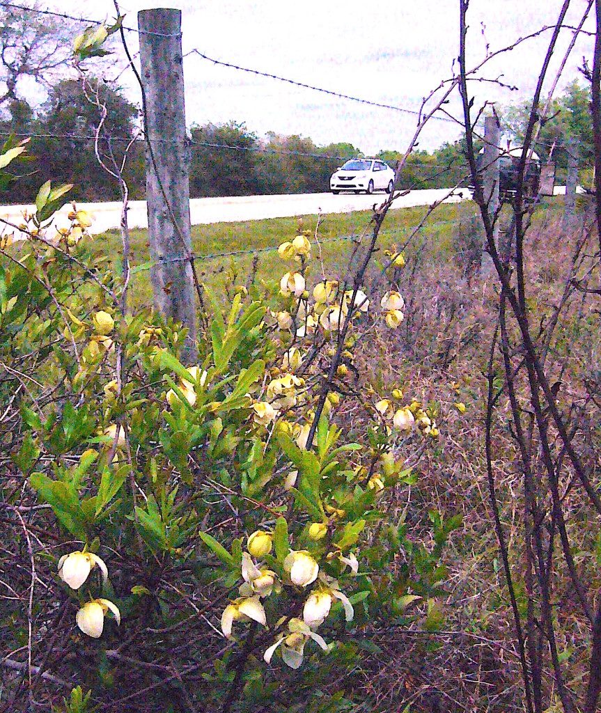 Paw Paw are easy to spot along the roadside. Photo by Green Deane