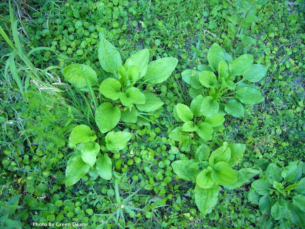 There are at least two edible species in this photo but they might not be what you think. Photo by Green Deane.