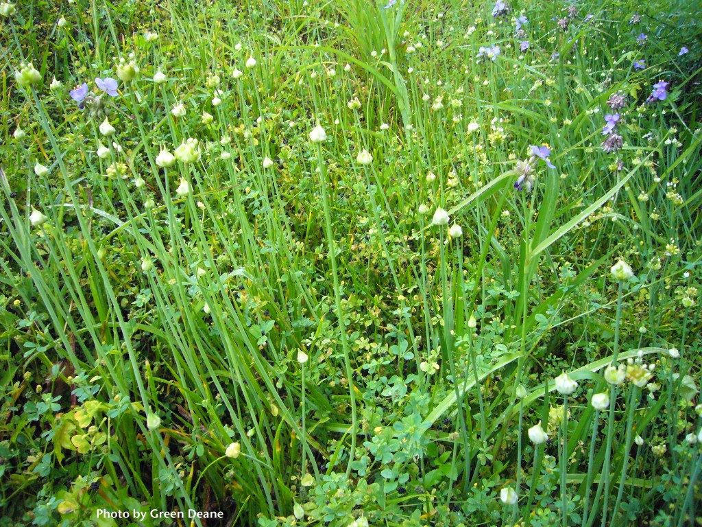 Dozens of Wild Garlic and Spiderworts growing together. Photo by Green Deane