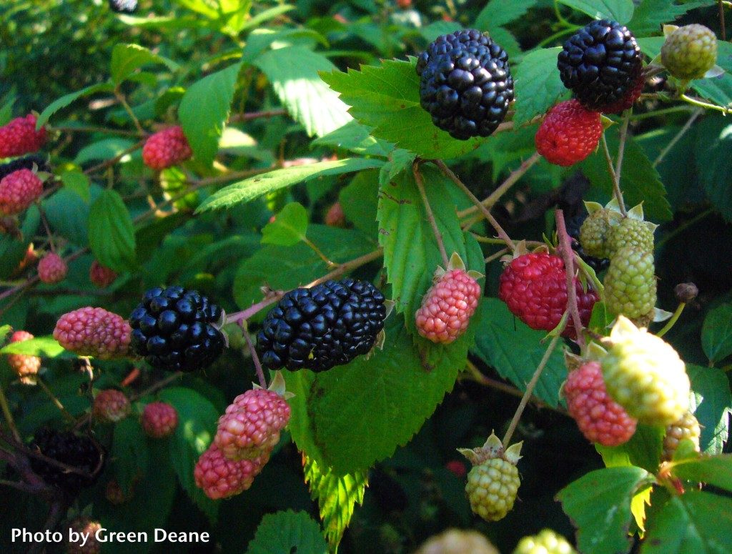 Blackberries A Forager S Companion, Does Roundup Kill Wild Blackberries