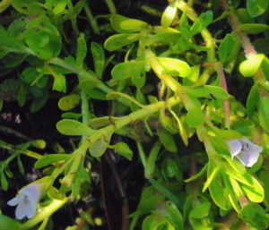 Research shows Water Hyssop improves memory. Photo by Green Deane