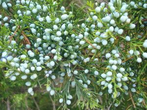 Juniper Berries are actually cones. 