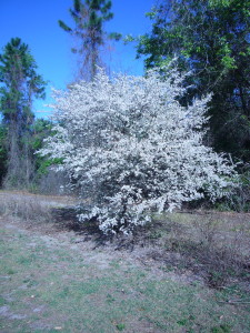 Plums are easy to spot in the spring time. Photo by Green Deane