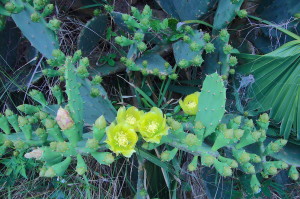 The blossoms and fruit are edible, too.