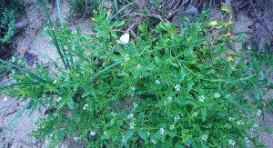 Sea Rocket with butterfly. Photo by Green Deane