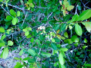 Yaupon Holly makes an excellent mild tea. Photo by Green Deane