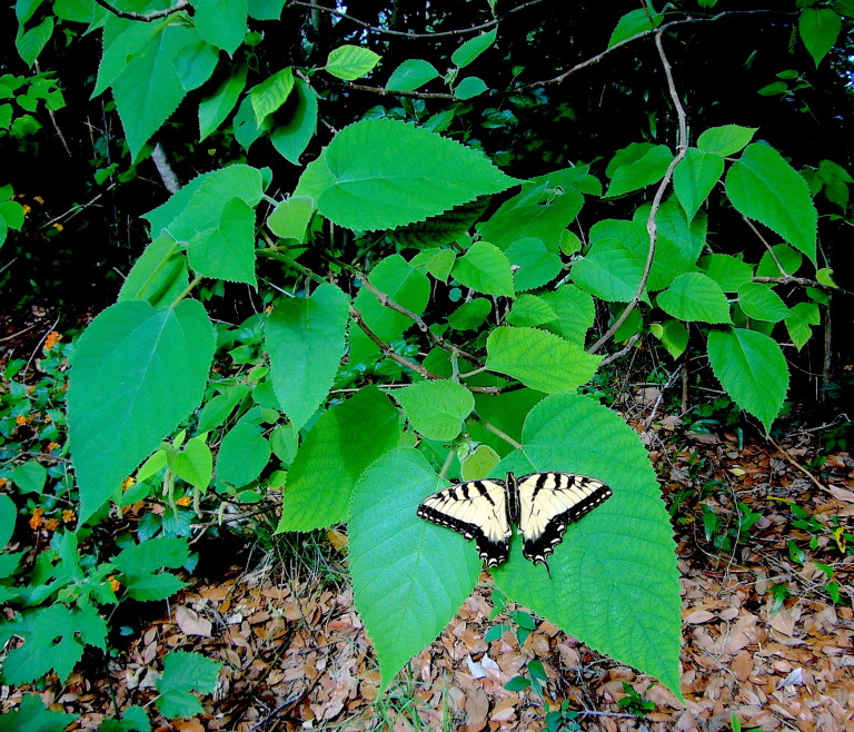 Basswood leaves are edible. The butterfly, however, does not taste good. Photo by Green Deane