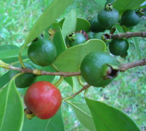 Strawberry Guavas fruit for about six weeks. 