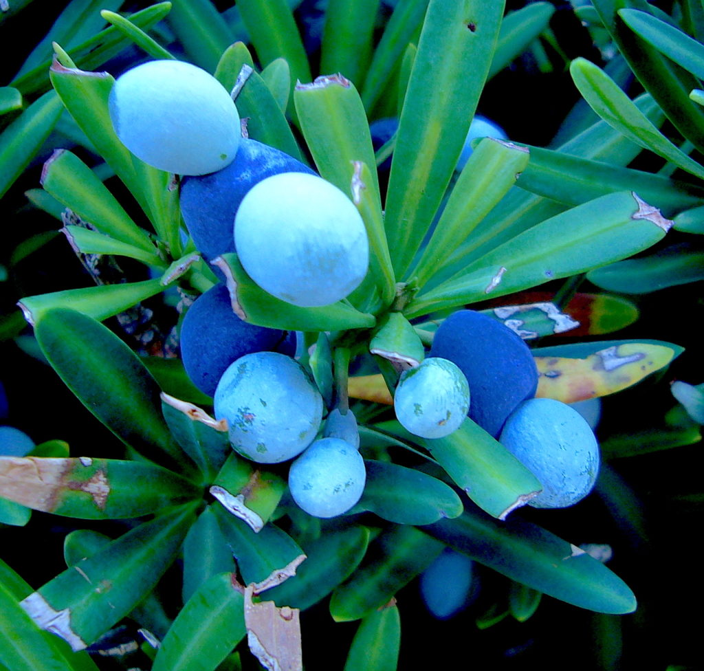 Podocarpus arils, the dark blue parts, are ripening. The light blue seeds are not edible. Story below. Photo by Green Deane