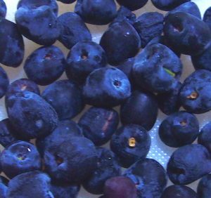 Ripe Podocarpus arils can be dark red to deep purple. 