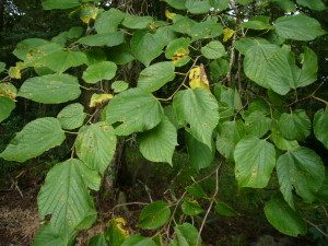 Young Basswood leaves can be eaten like lettuce. Photo by Green Deane