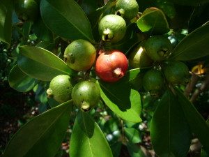 Strawberry Guavas start tart, end sweet. Photo by Green Deane