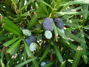 Ripening podocarpus are early this year. Photo by Green Deane