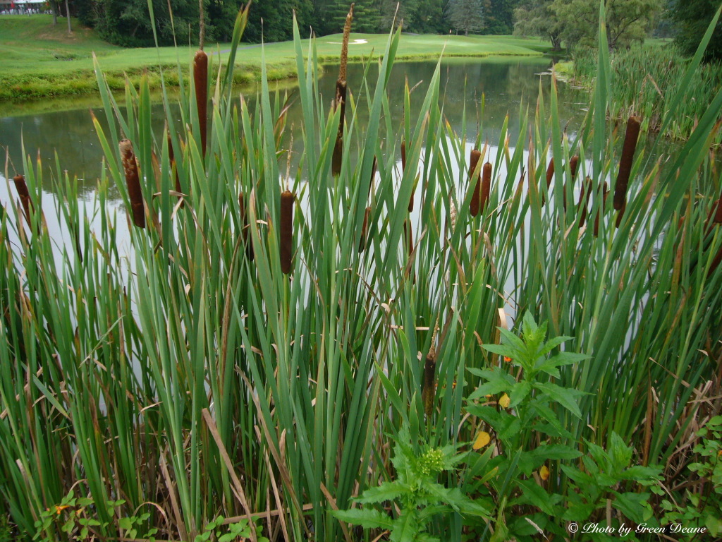 cattails - a survival dinner - eat the weeds and other things, too