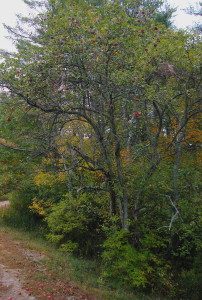 October apples in Maine. Photo by Green Deane