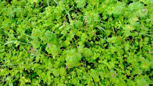 Henbit and Chickweed growing in the same patch. Photo by Green Deane