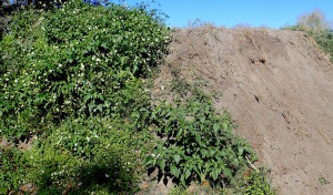 Piles of dirt are foraging opportunities as was this one at Blanchard Park. Photo by Green Deane