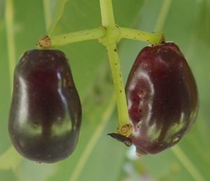 Ripe Syzygium cumini fruit. Photo by Green Deane 