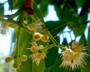 Jambul blossom in July. Photo by Green Deane