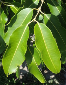 Terminal leaves are always in pairs. Photo by Green Deane