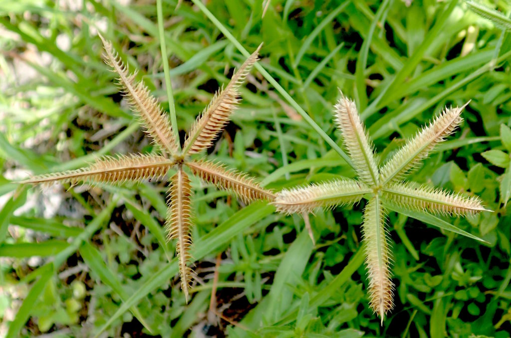 Non-native Crow-Foot grass is easy to identify. Photo by Green Deane