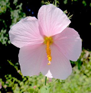 The mysterious Swamp Rose Mallow. Photo by Green Deane