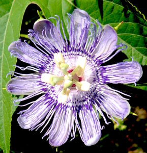 The distinct blossom of the Passion Flower makes it easy to identify. Photo by Green Deane