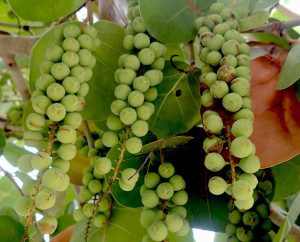 Do you know what these unripe wild edibles are? You would if you read the Green Deane Forum. Photo by Green Deane