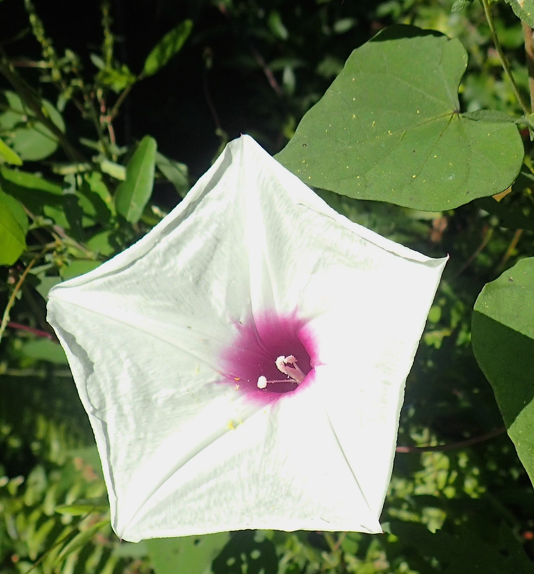 Look for large Morning Glory blossoms that are white or white with ruby throats. Photo by Green Deane
