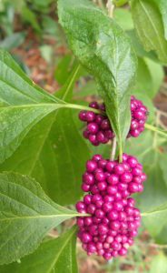 Edible berries and the leaves repel insects. 
