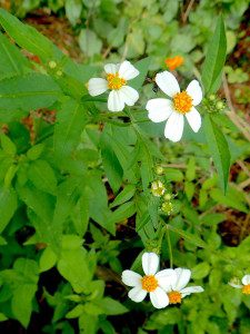 Bidens alba is a versatile wild edible. Photo by Green Deane