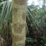 Paper Mulberry bark is stripped.